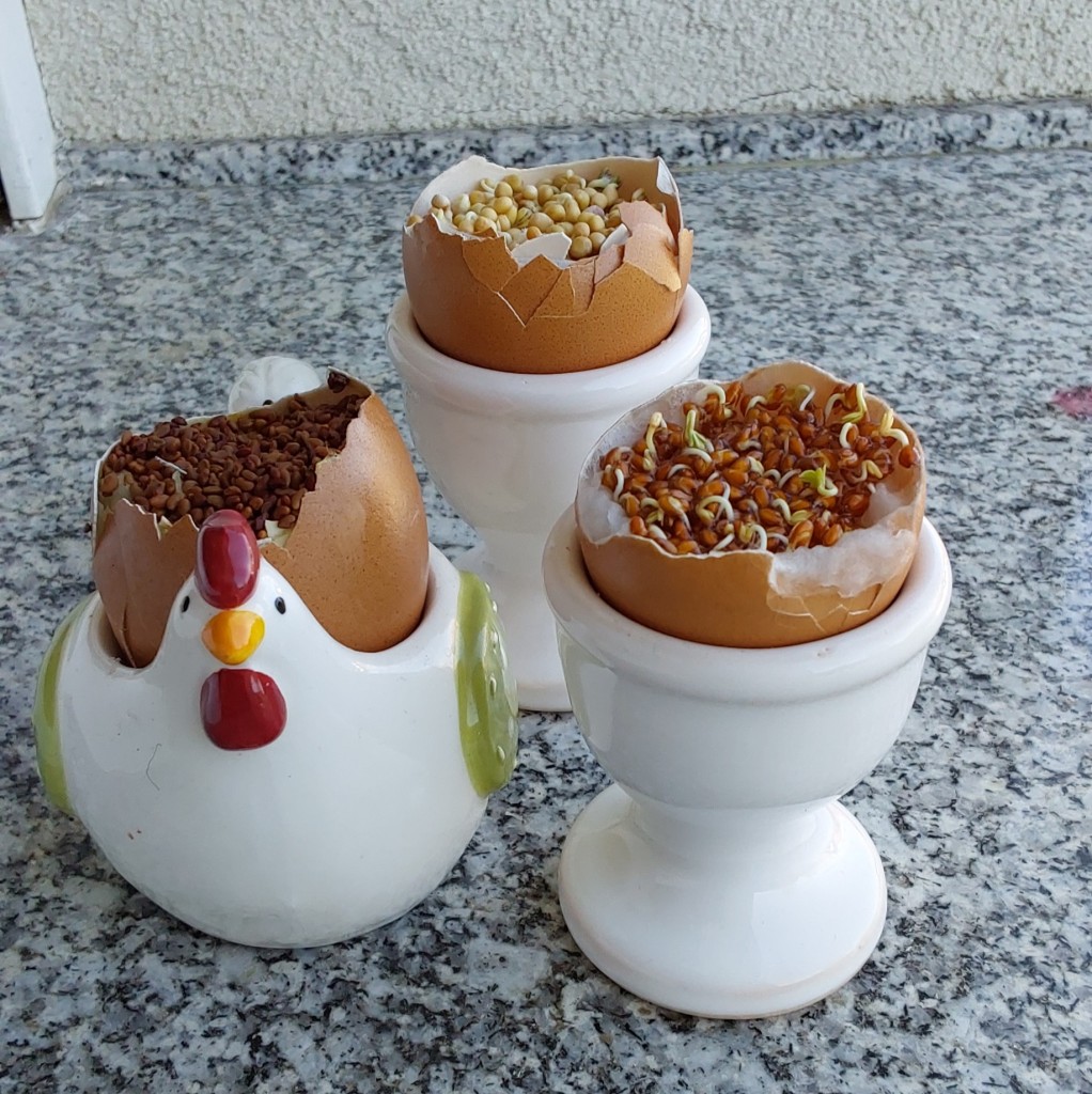 Sow some tiny seeds into egg shells for some green haired egg-people:)